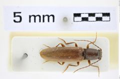 Foto (Dorsalansicht) von Athous (Orthathous) croaticus (Platia & Gudenzi, 2002) (NHMW-ZOO-COL-0008455)